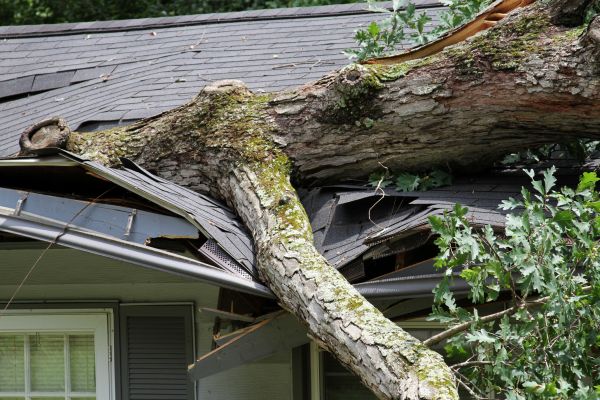 Storm Remediation in Hayden